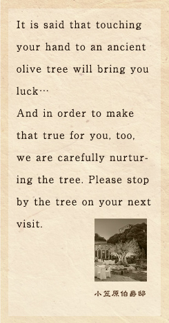 It is said that touching your hand to an ancient olive tree will bring you luck… And in order to make that true for you, too, we are carefully nurturing the tree. Please stop by the tree on your next visit.